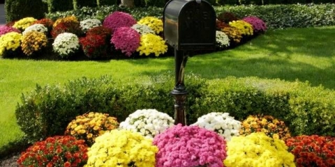 Kako uzgajati sferične krizanteme